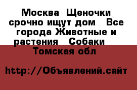 Москва! Щеночки срочно ищут дом - Все города Животные и растения » Собаки   . Томская обл.